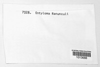 Entyloma arnaudianum image
